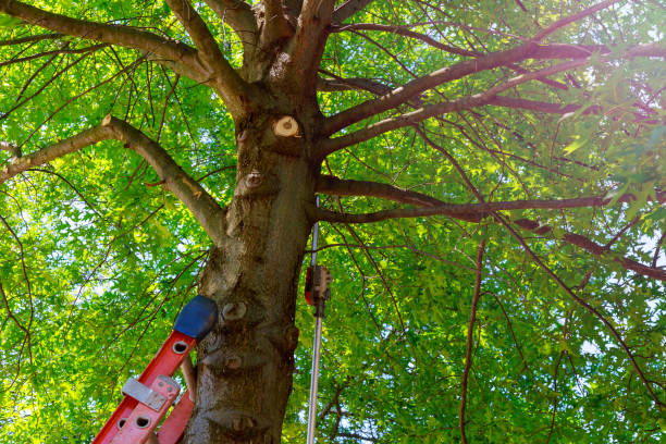 Best Tree Trimming Near Me  in Churchill, OH